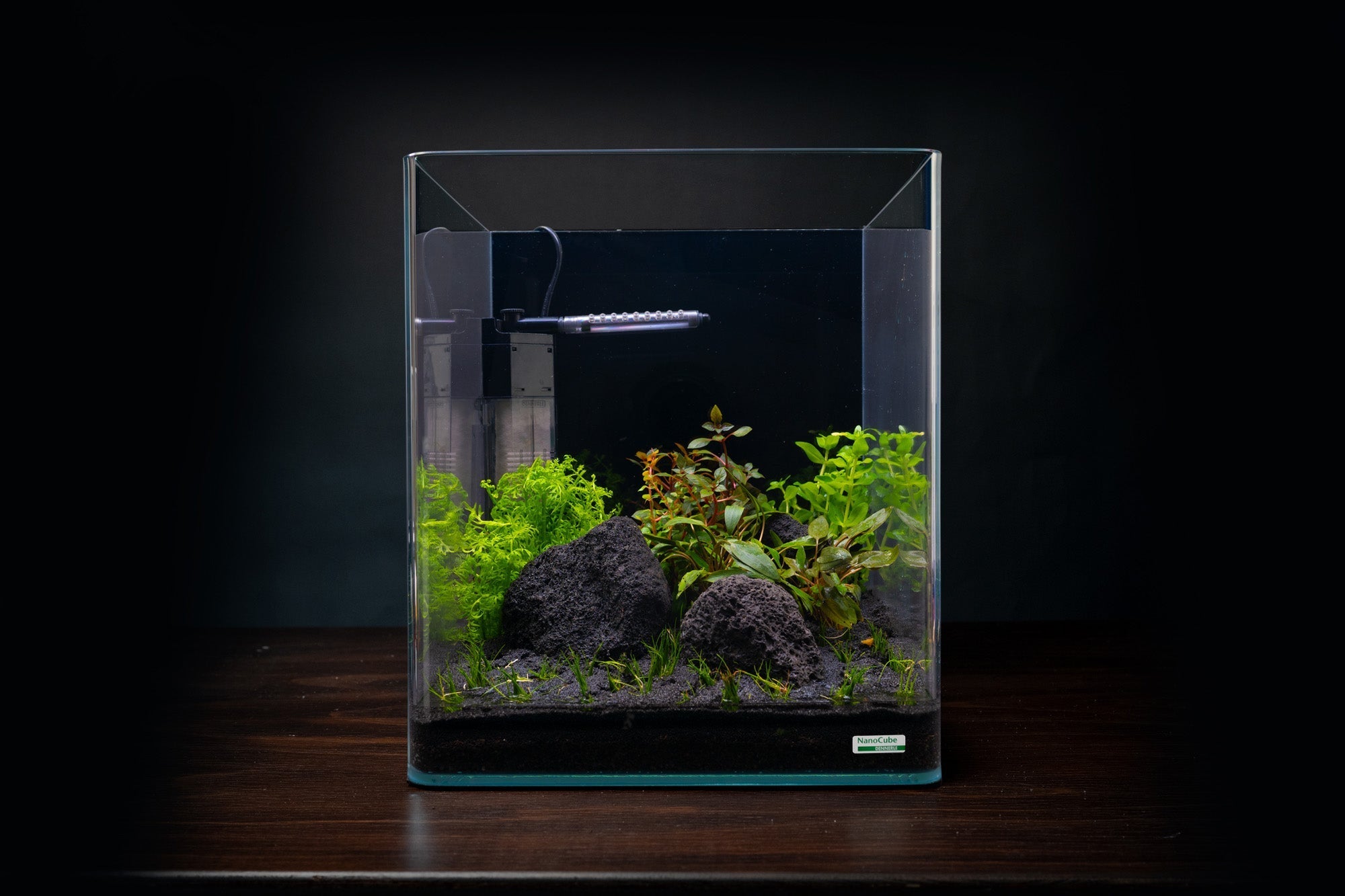 Why cleaning aquarium decorations matters (and how often)