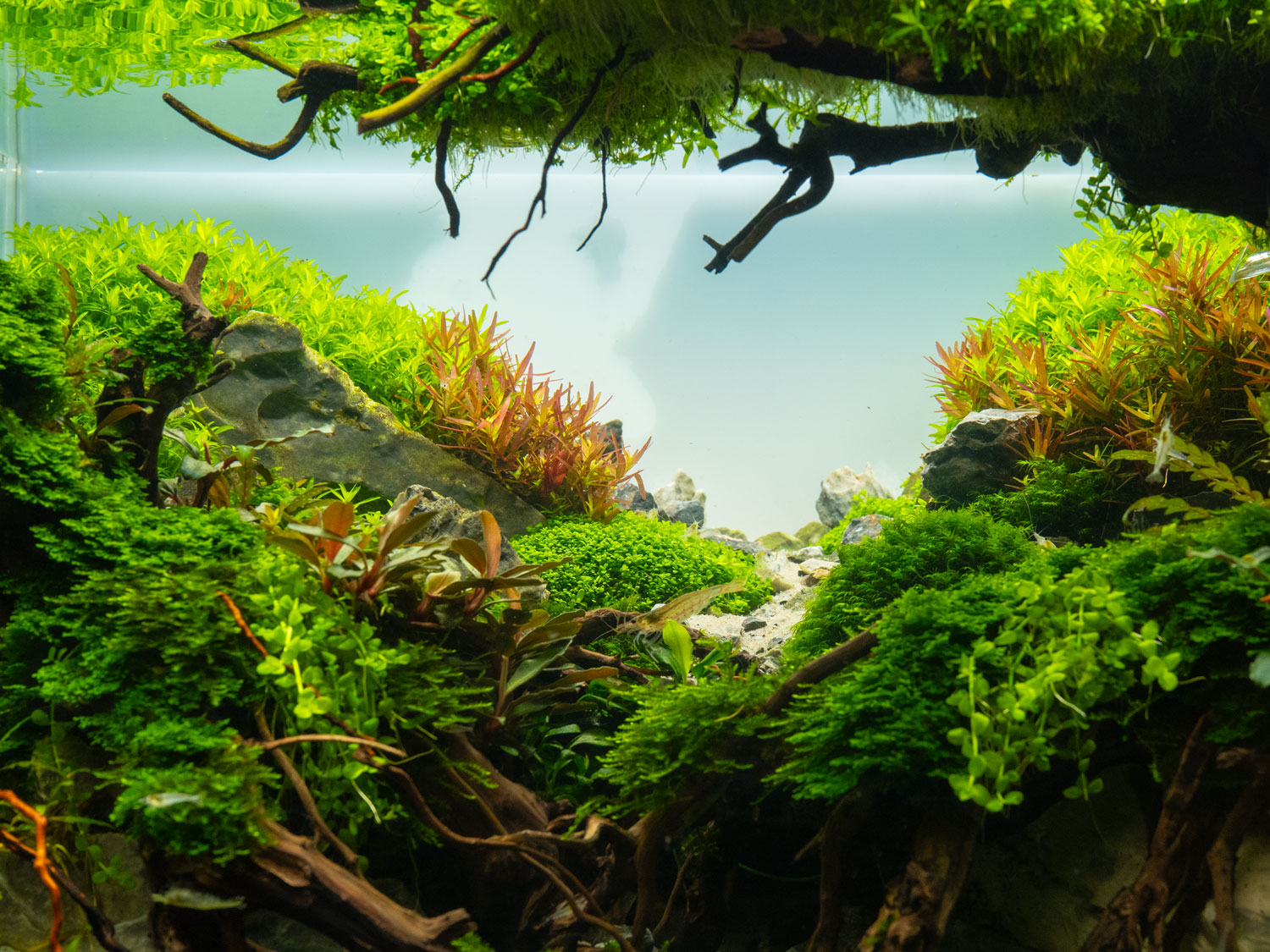 Innenleben eines Aquascapes. Links und Rechts Hügel, in der Mitte ist ein Weg. Über dem Weg wächst ein Baum.