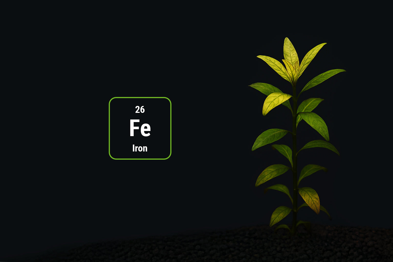 Eisenmangel im Aquarium