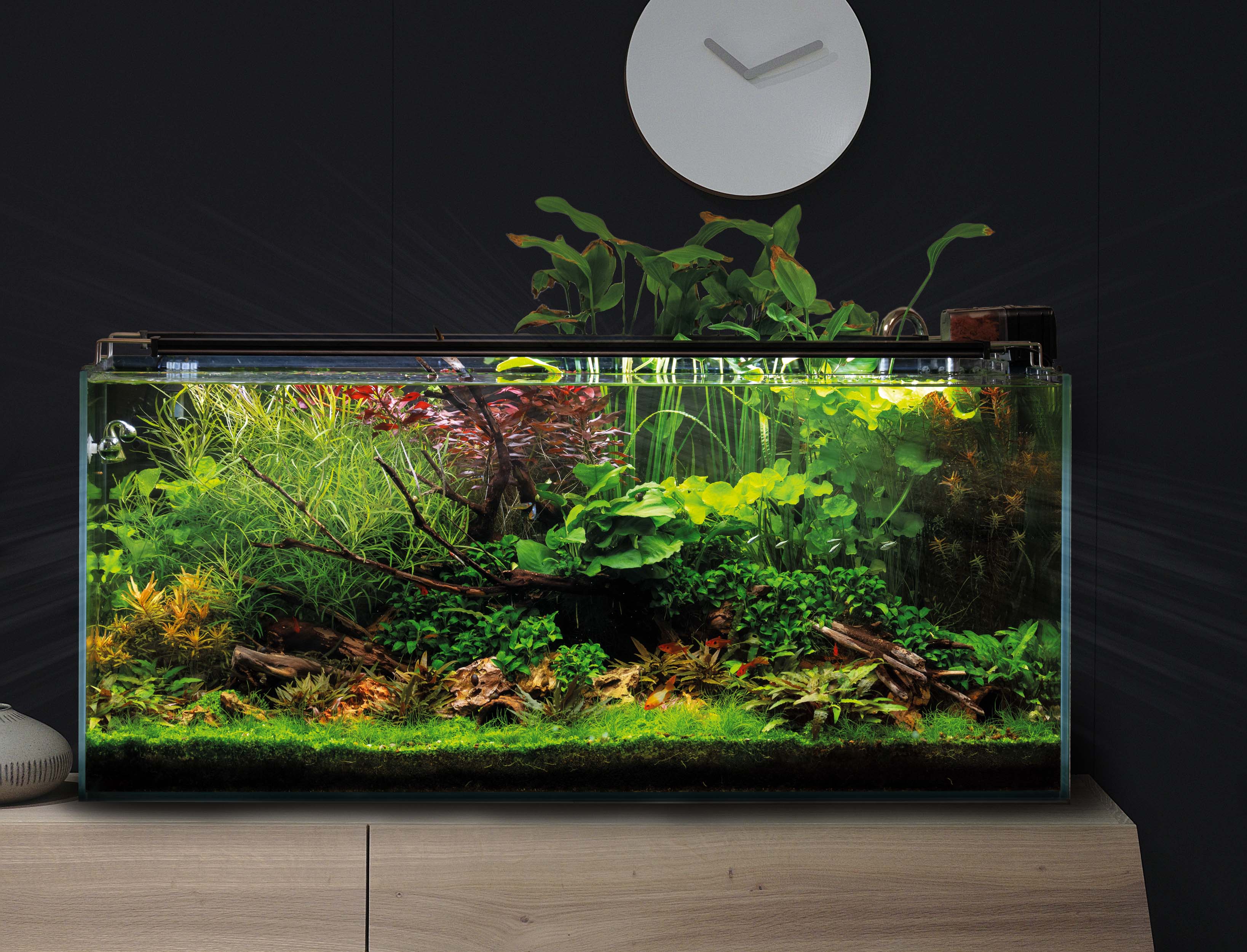 60 Liter Aquarium