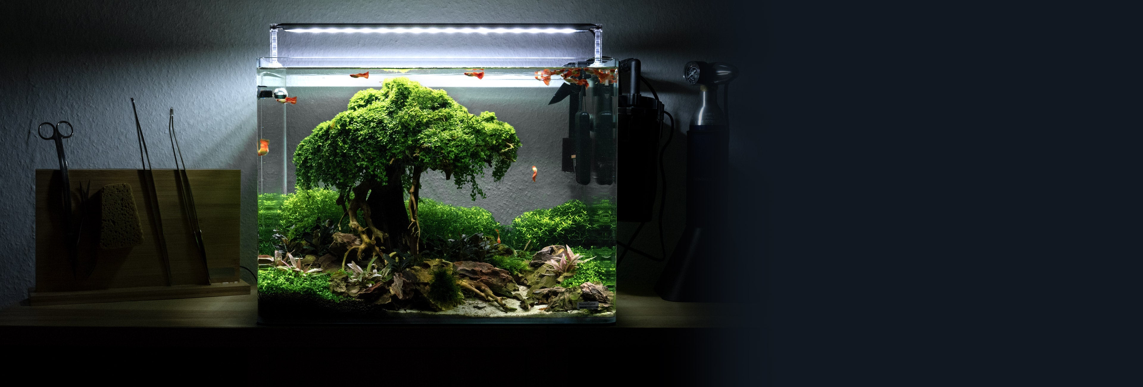 Mini Aquarium