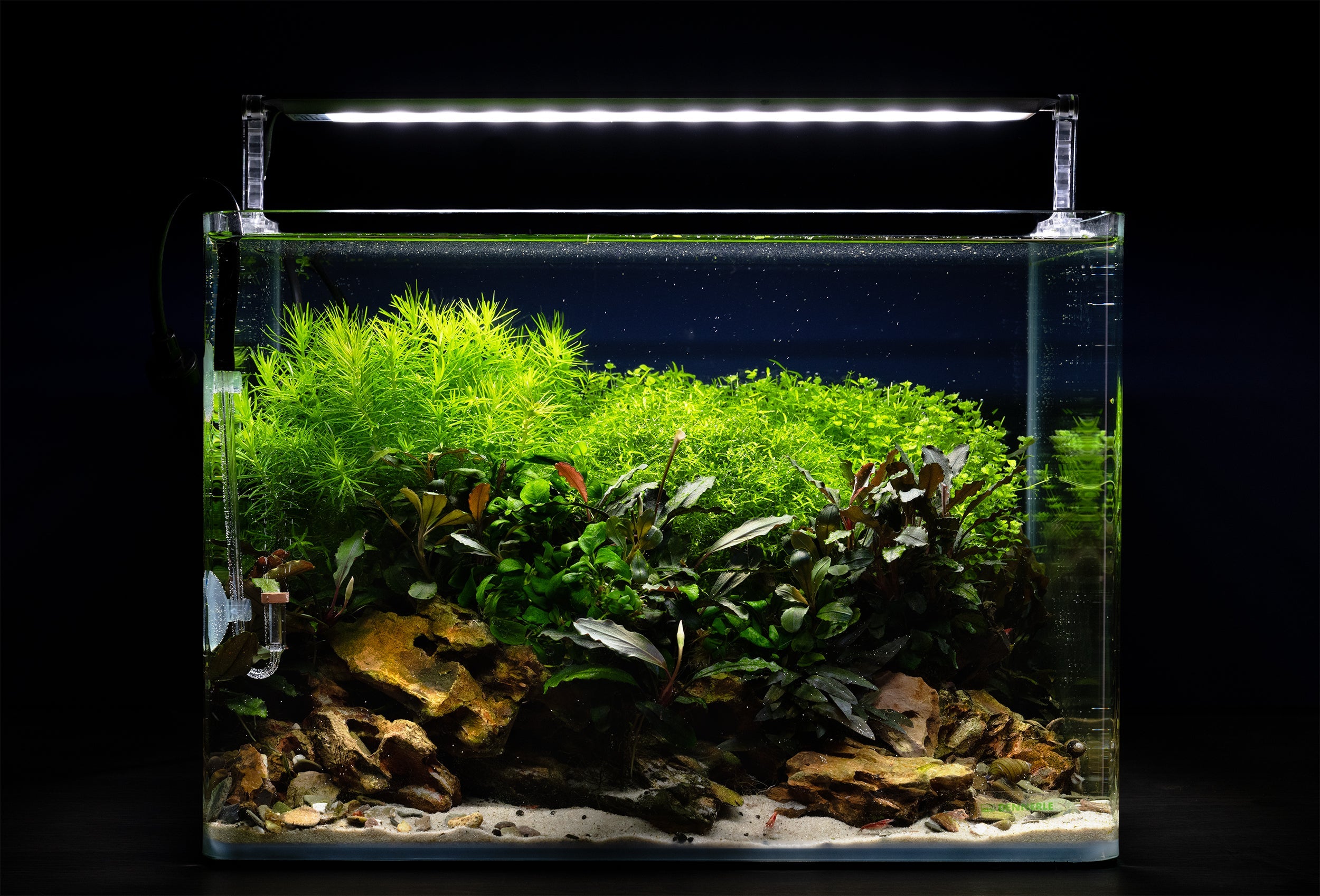 Süßwasserfisch Aquarium
