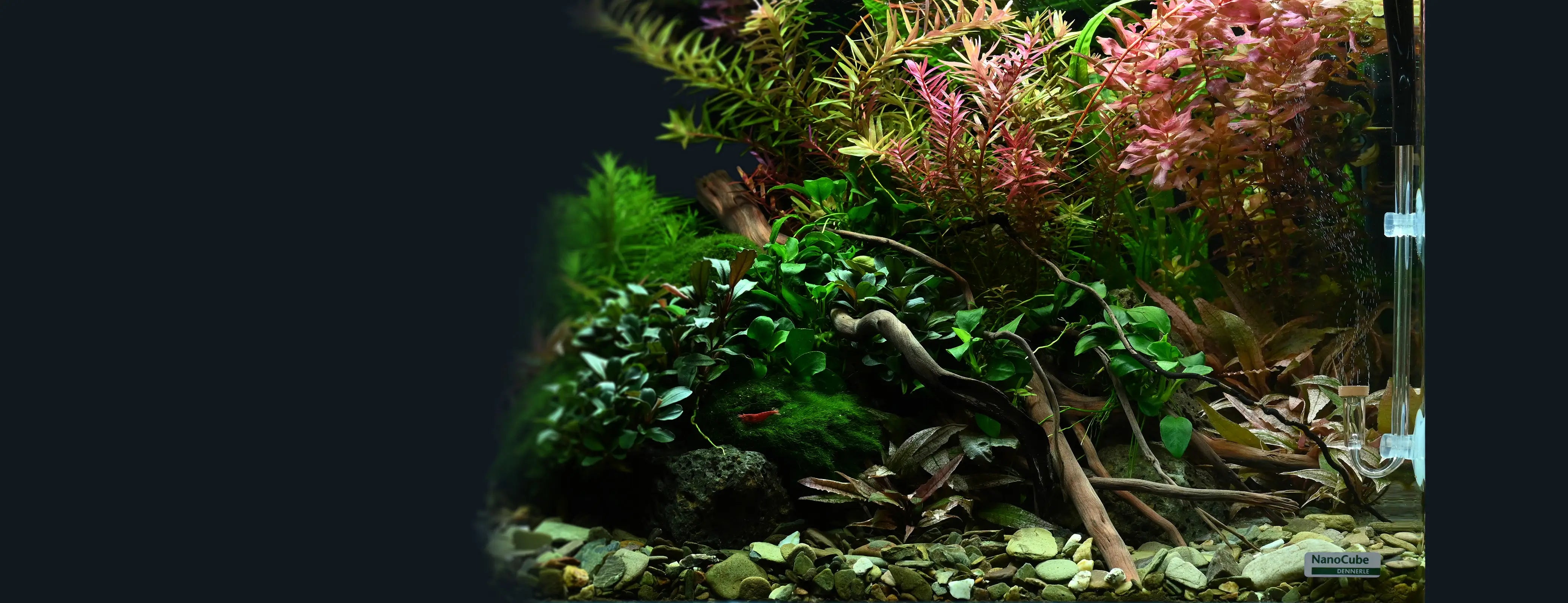 CO2 Anlage Aquarium