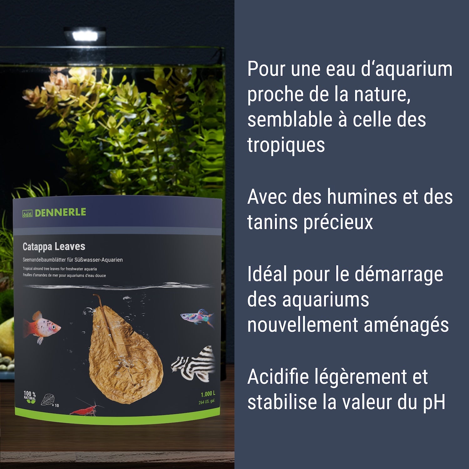 Dennerle Catappa Leaves#fr:taille_regulier