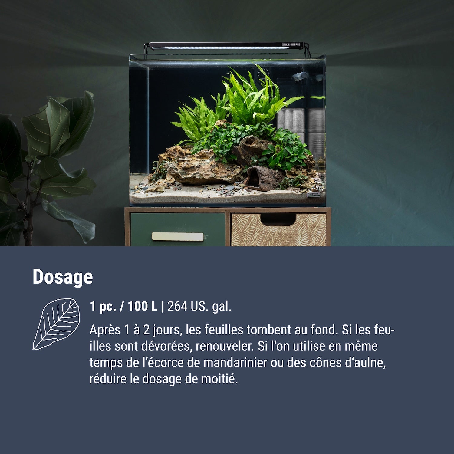 Dennerle Catappa Leaves#fr:taille_regulier