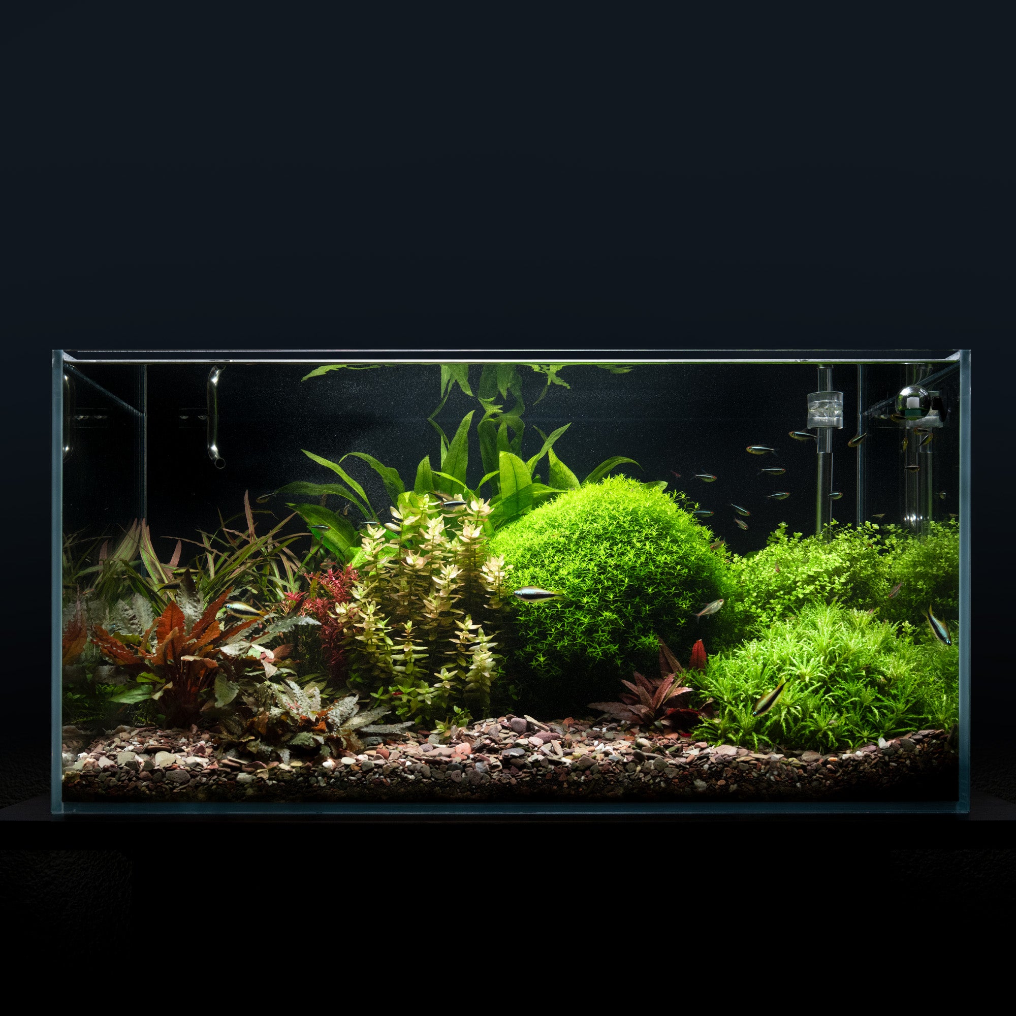 Eingerichtets Aquarium mit grünen Pfanzen und Fische.