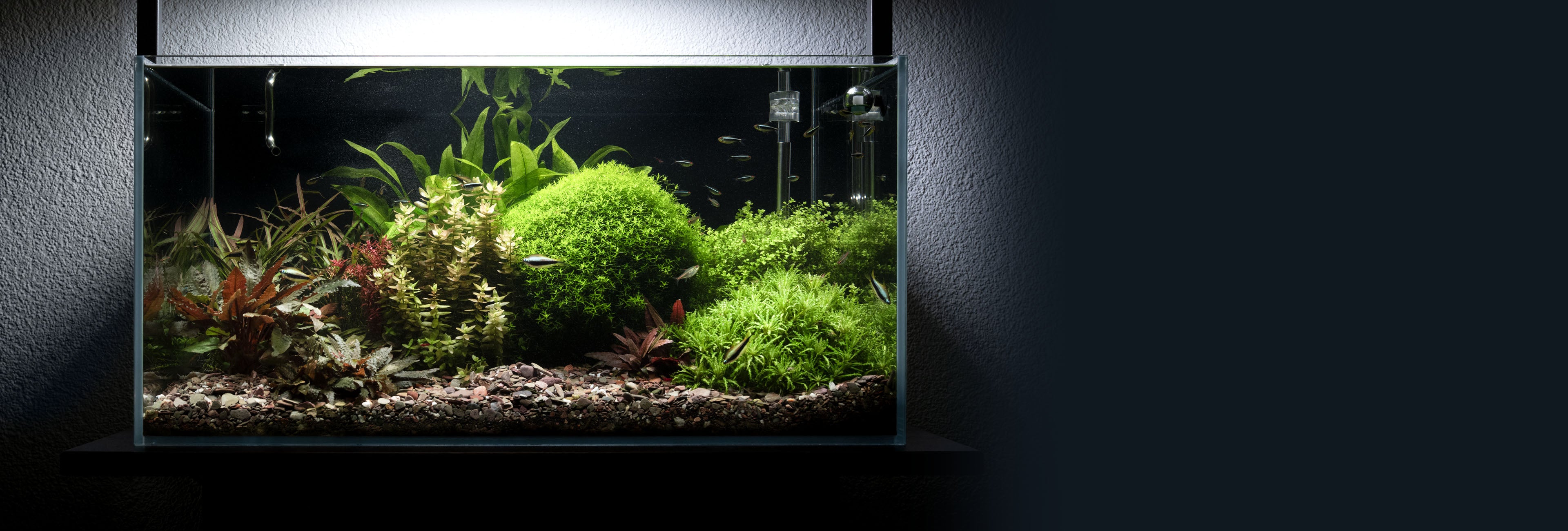 Eingerichtets Aquarium mit grünen Pfanzen und Fische.