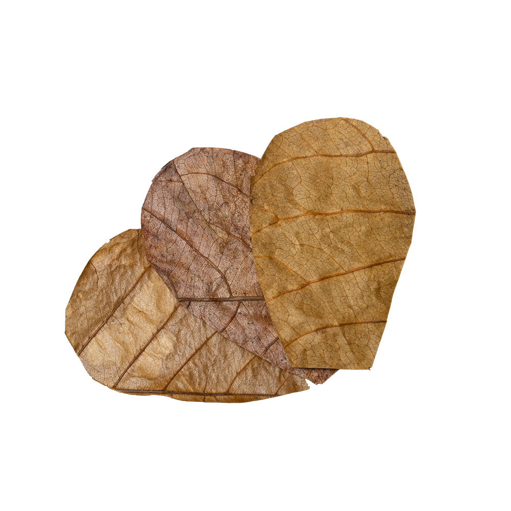 Catappa Leaves