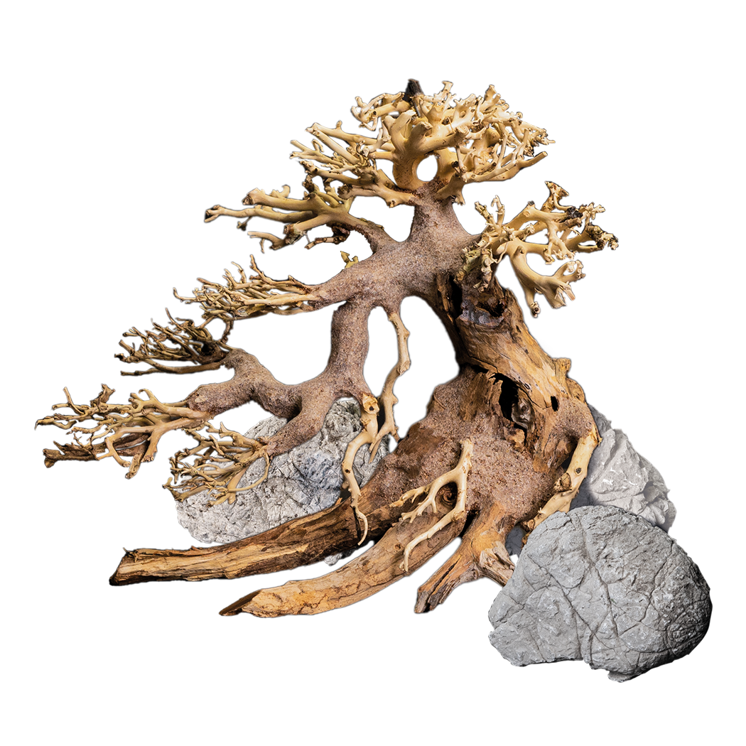 bonsai tree in a box Dennerle Decor Box Bonsai
