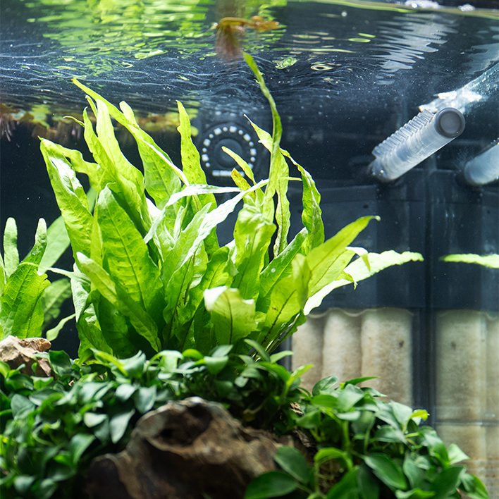 Dennerle Nano Clean XL Filtre interne d'angle pour aquariums jusqu'à 60  litres