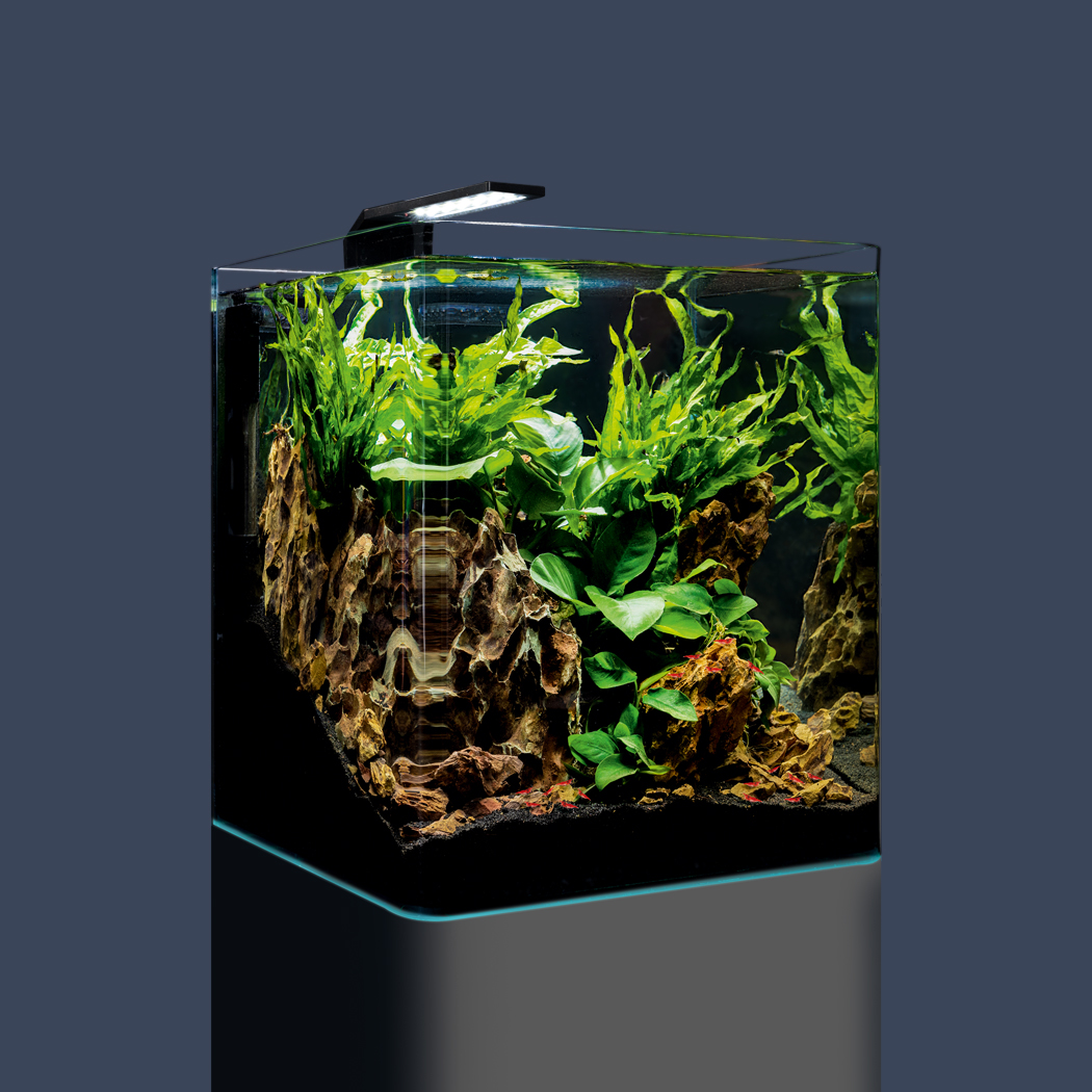 Les photos de l'aquarium de yohan : nano cube dennerle 10l