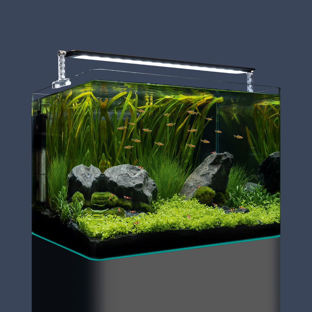 Pflanzen im Nanoaquarium: Unser Guide für´s grüne Becken – Dennerle