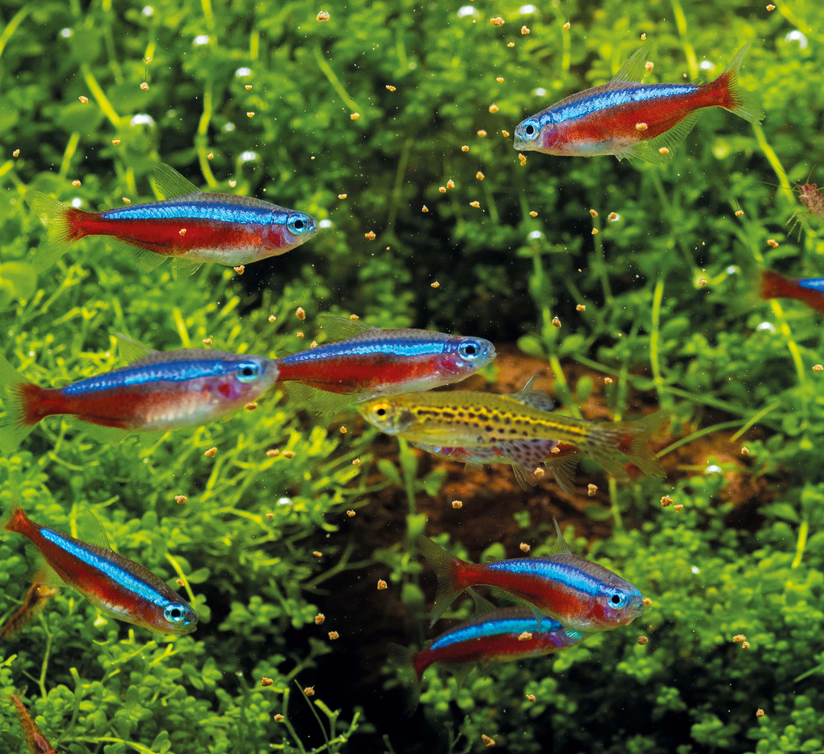 Expertenbericht: Die Juwelen der Unterwasserwelt – Ein Leitfaden für Fische im Nanoaquarium