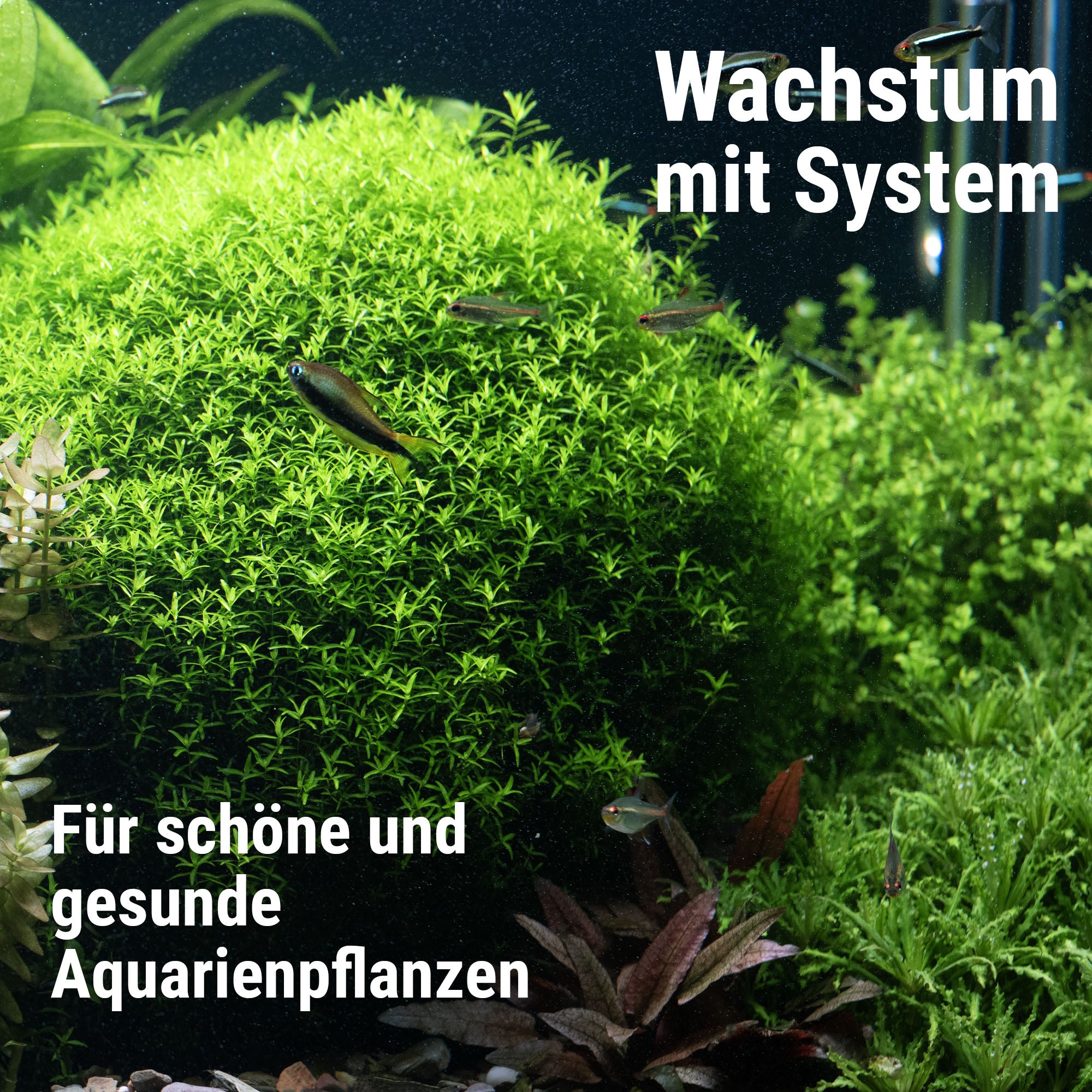#de:Plant System Set Nano