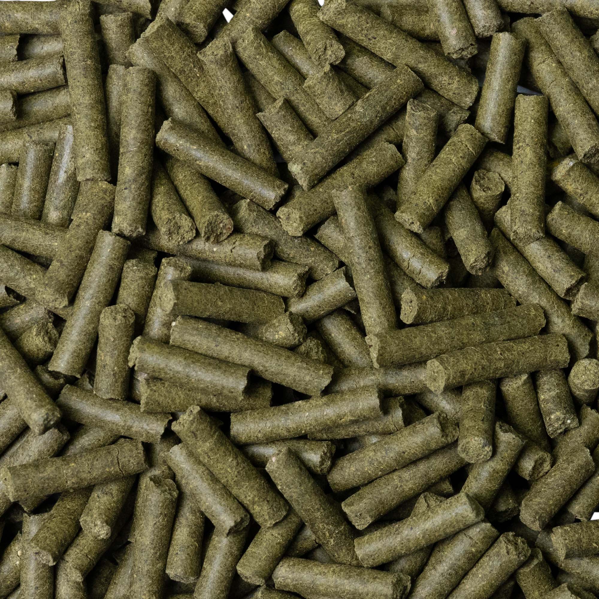 Shrimp King Cambarellus