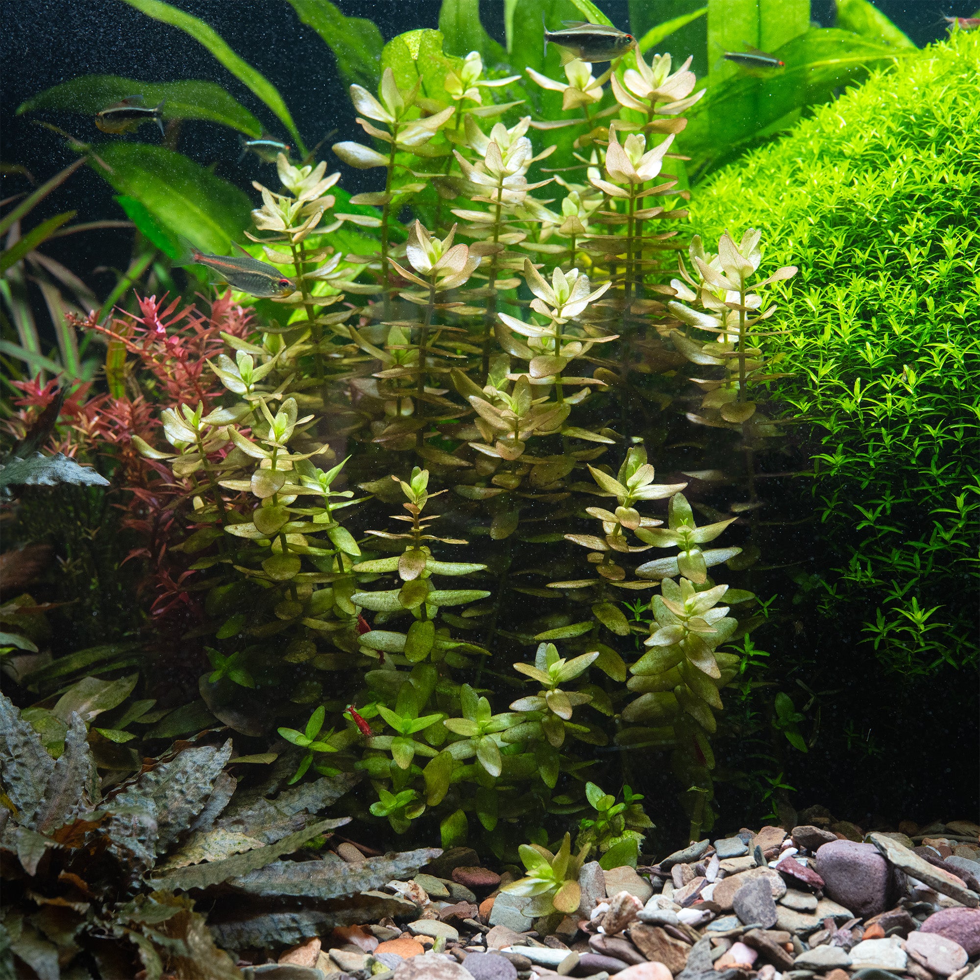 Eingerichtets Aquarium mit grünen Pfanzen und Fische.